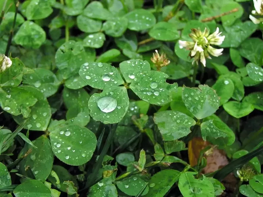 lucky clover-four-leaf clover