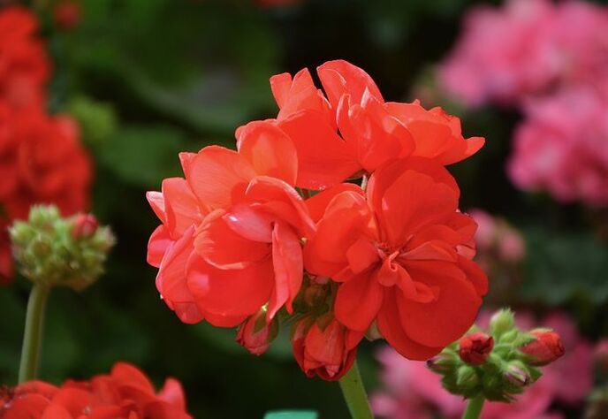 red geraniums to attract money